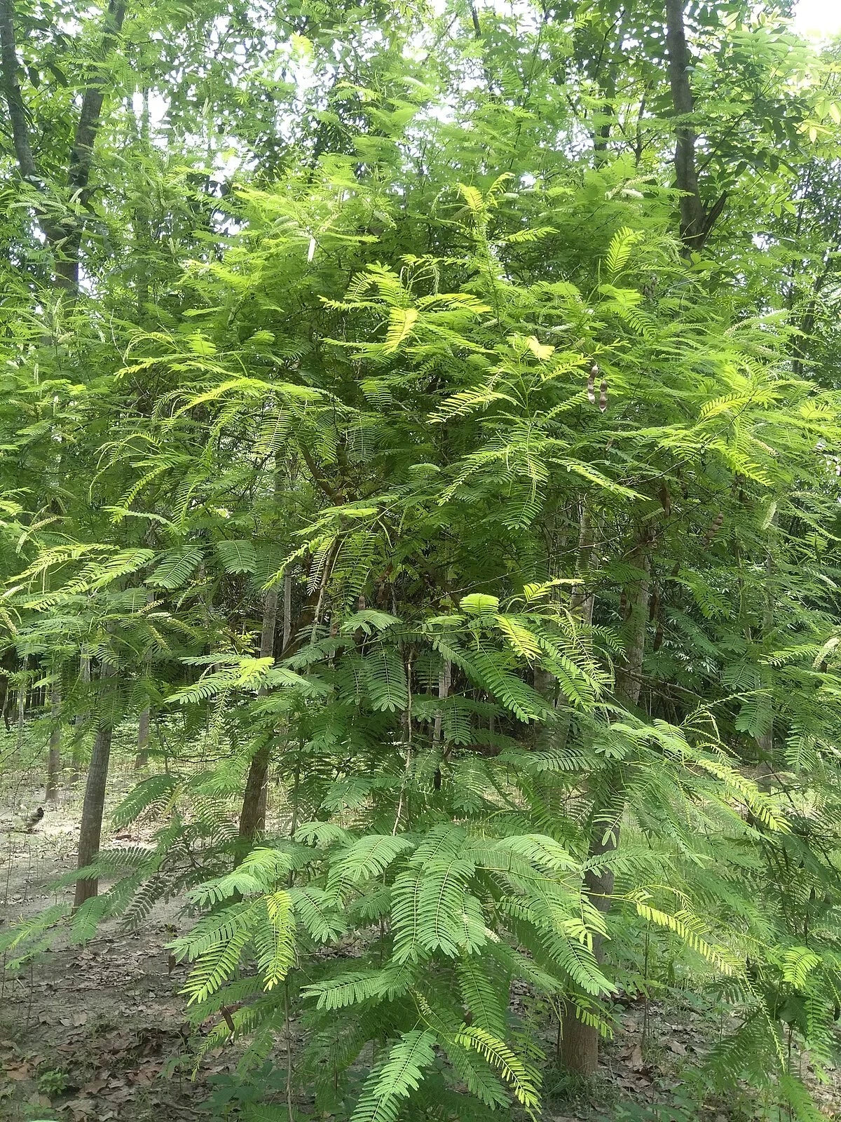 Acacia Senegalia Seeds - 30 Black Cutch Tree Seeds - Catechu Variety for Planting