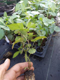 Thornless Blackberry Plant "Sweetie Pie" - 1 Healthy Non-GMO Edible Plant (Rubus fruticosus)