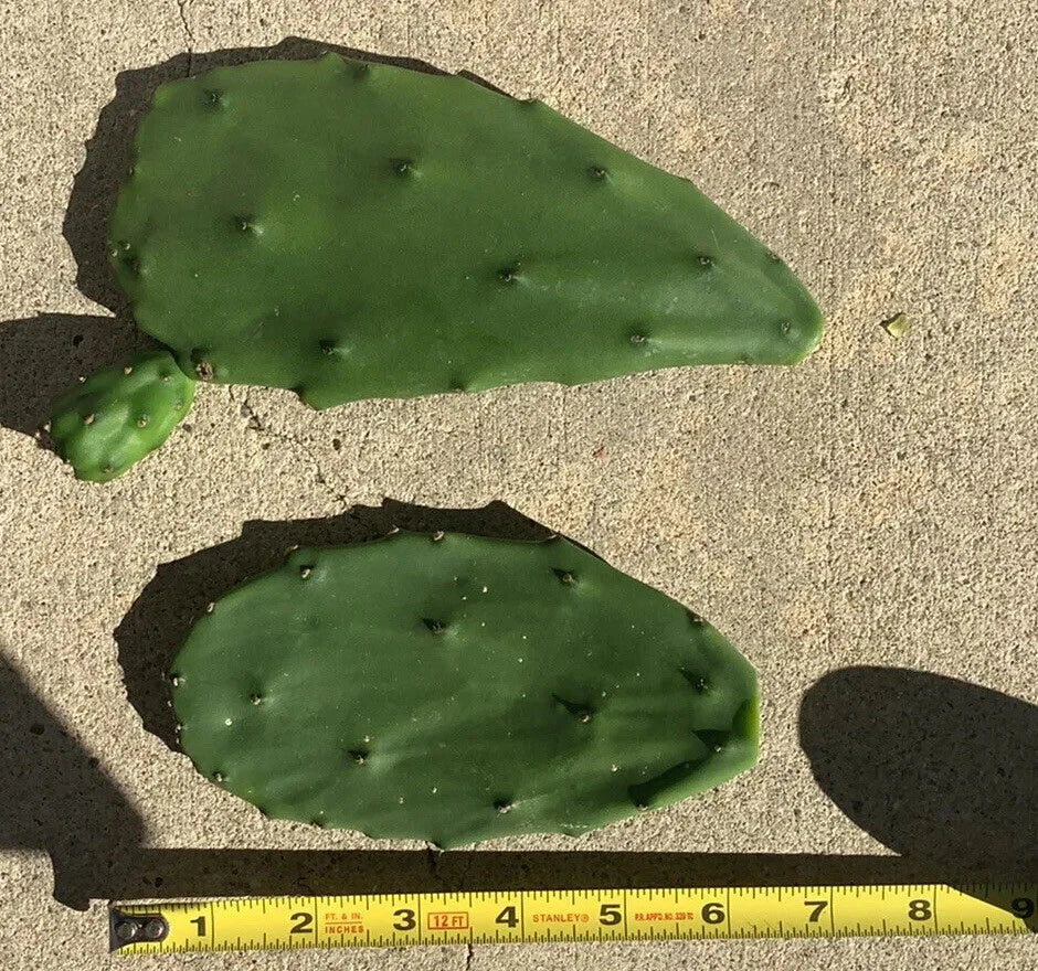 7 Edible Prickly Pear Cactus Pads | Opuntia Ficus-Indica Nopales | Fresh Organic Cactus for Cooking or Planting | Spineless Variety
