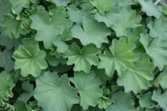 Lady's Mantle Seeds, 50 Seeds, Organic Medicinal Herb, Alchemilla vulgaris
