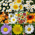 Daisy Wildflower Seed Mix, 10 Species Variety Packet, Free Shipping - Bellis perennis, Leucanthemum vulgare, and more