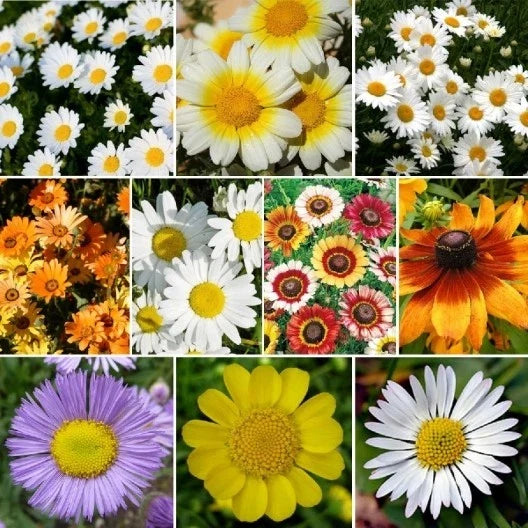 Daisy Wildflower Seed Mix, 10 Species Variety Packet, Free Shipping - Bellis perennis, Leucanthemum vulgare, and more