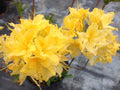 Aromi Azalea Starter Plant - Lemon Lights Rhododendron Hybrid - May Be Dormant - Vibrant Yellow Blooms