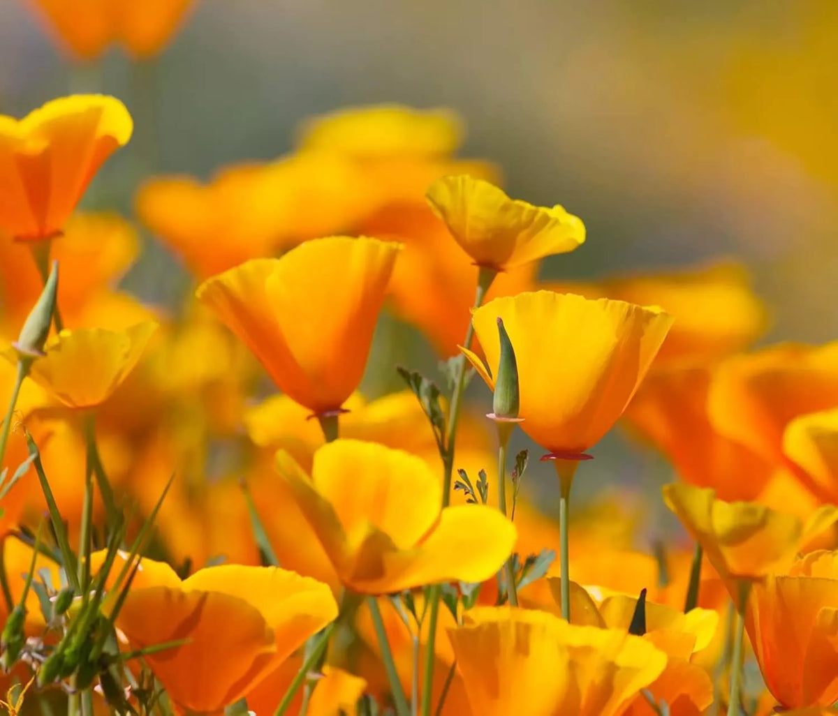 California Poppy Flower Seeds 2,500 Count - Eschscholtzia californica - Vibrant Orange Wildflower Seeds for Gardening