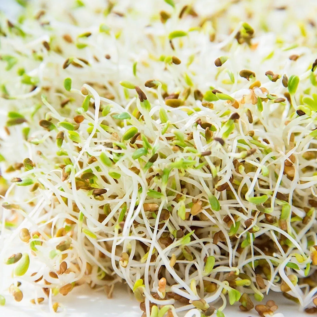 Alfalfa Sprouting Seeds 1500+ Count | NON-GMO Organic | Medicago sativa | USA