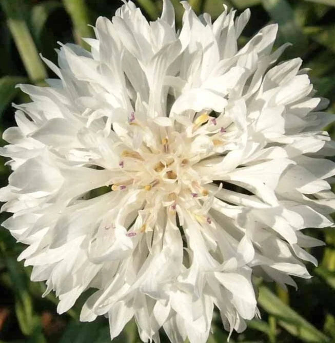 Bachelor Button Seeds - 400+ Tall Cornflower - White Flower - Centaurea Cyanus