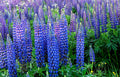 40 Seeds - Lupine Wildflower Perennial - GroCo - Lupinus Perennis - Free Shipping on 15 Packs