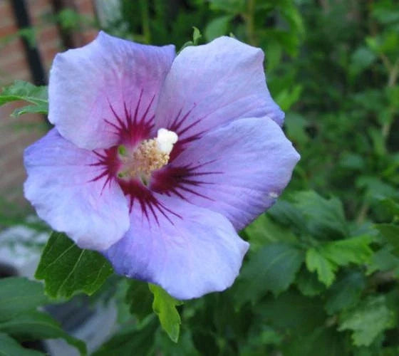 Blue Bird Hibiscus Starter Plant 7L - Althea Rose of Sharon - Hardy Flowering Shrub for Garden