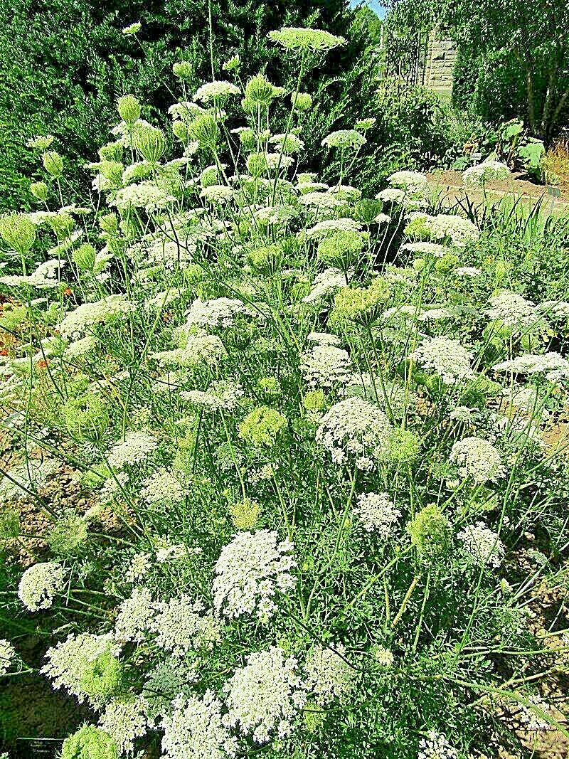 Queen Anne's Lace Seeds - Bulk 1005 Seeds - Daucus Carota - Wild Carrot Wildflower
