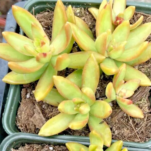 Succulent Sedum Adolphi Golden Glow 2" Plants Yellow Rosettes - Sedum adolphi