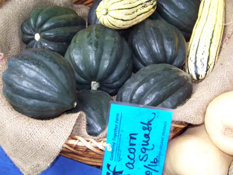 Acorn Squash Seeds - Table Queen Variety - 47 Seeds - GroCo Buy US