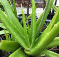 Aloe Vera Plant 4" Pot Easy Care Indoor Healing Soothing Skin Aloe Barbadensis