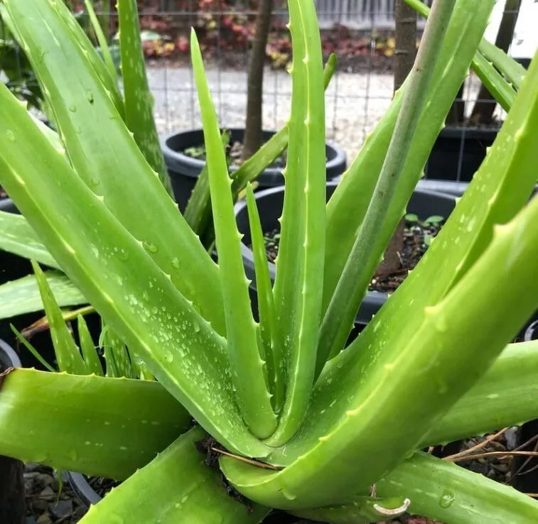 Aloe Vera Plant 4" Pot Easy Care Indoor Healing Soothing Skin Aloe Barbadensis