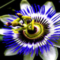 Blue Passion Flower Seeds - Climbing Vine Plant for Hummingbirds & Butterflies - Passiflora caerulea