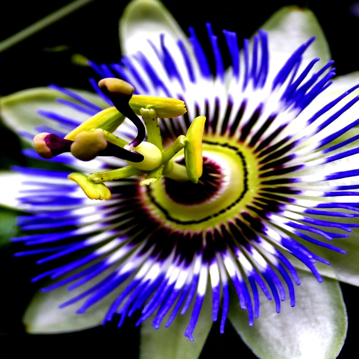 Blue Passion Flower Seeds - Climbing Vine Plant for Hummingbirds & Butterflies - Passiflora caerulea