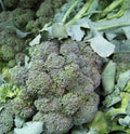 Broccoli Seeds - 180 Count - Waltham Variety - Brassica oleracea - GroCo USA - Buy 15 Ships Free