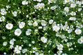 Baby's Breath Seeds - 200+ Count - White Annual Flowers - Gypsophila paniculata