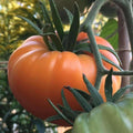 Kellogg's Breakfast Tomato Seeds - 30+ Heirloom Organic Non-GMO - Rare Variety for Garden Planting