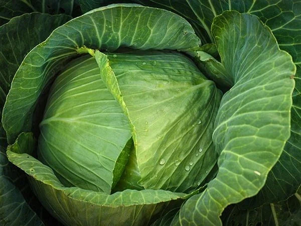 Cabbage Seeds - 1000+ Heirloom Brunswick - NON GMO - Fresh Seed Pack
