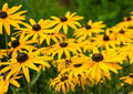 Black Eyed Susan Seeds - 1000+ Yellow Flower Seeds - Rudbeckia hirta - USA Seller - Free Shipping