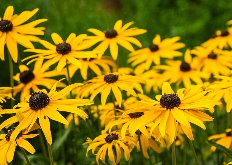 Black Eyed Susan Seeds - 1000+ Yellow Flower Seeds - Rudbeckia hirta - USA Seller - Free Shipping