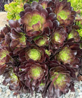 5 Cuttings Black Rose Succulent Plants | Aeonium Arboreum Zwartkop | No Roots, No Soil | Indoor/Outdoor Cactus Decor