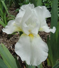 Tall Bearded Iris Plants - Ruffled White - 2 Pack - Iris germanica