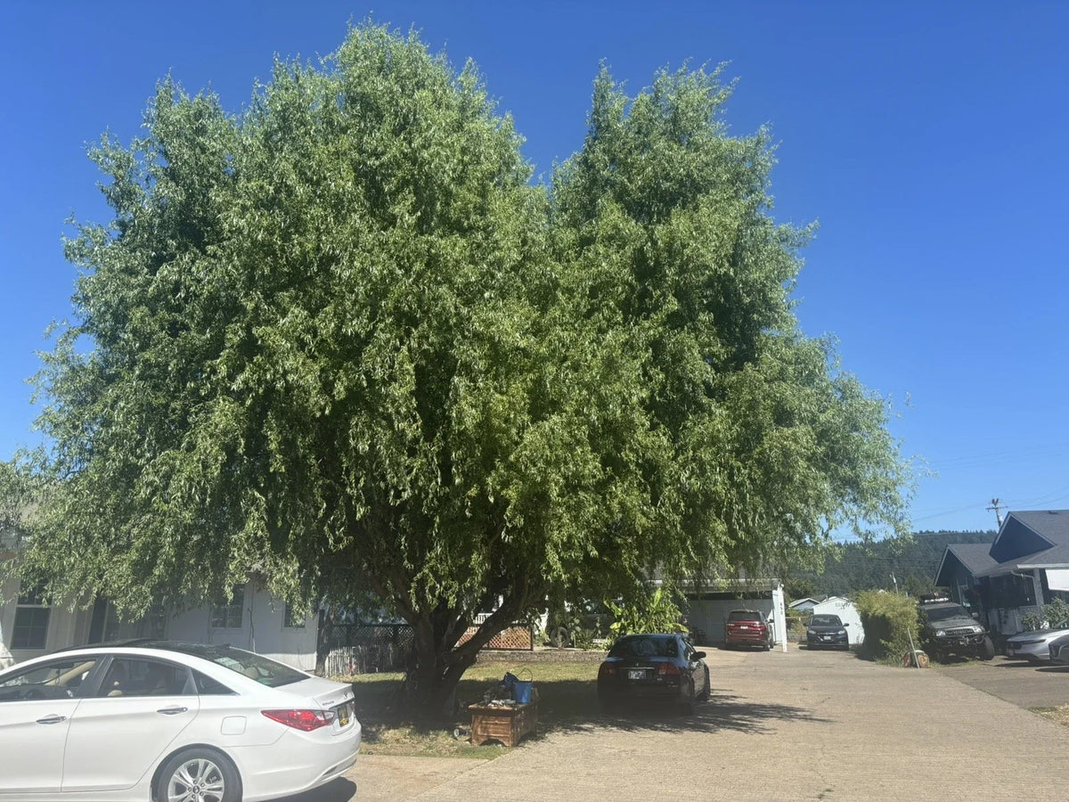 Corkscrew Willow Tree Cuttings - Distinct Curling Branches - Salix babylonica 'Tortuosa'