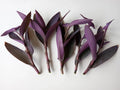 Large Purple Heart Tradescantia Pallida Cuttings - 7 Live Perennial Plants for Easy Gardening