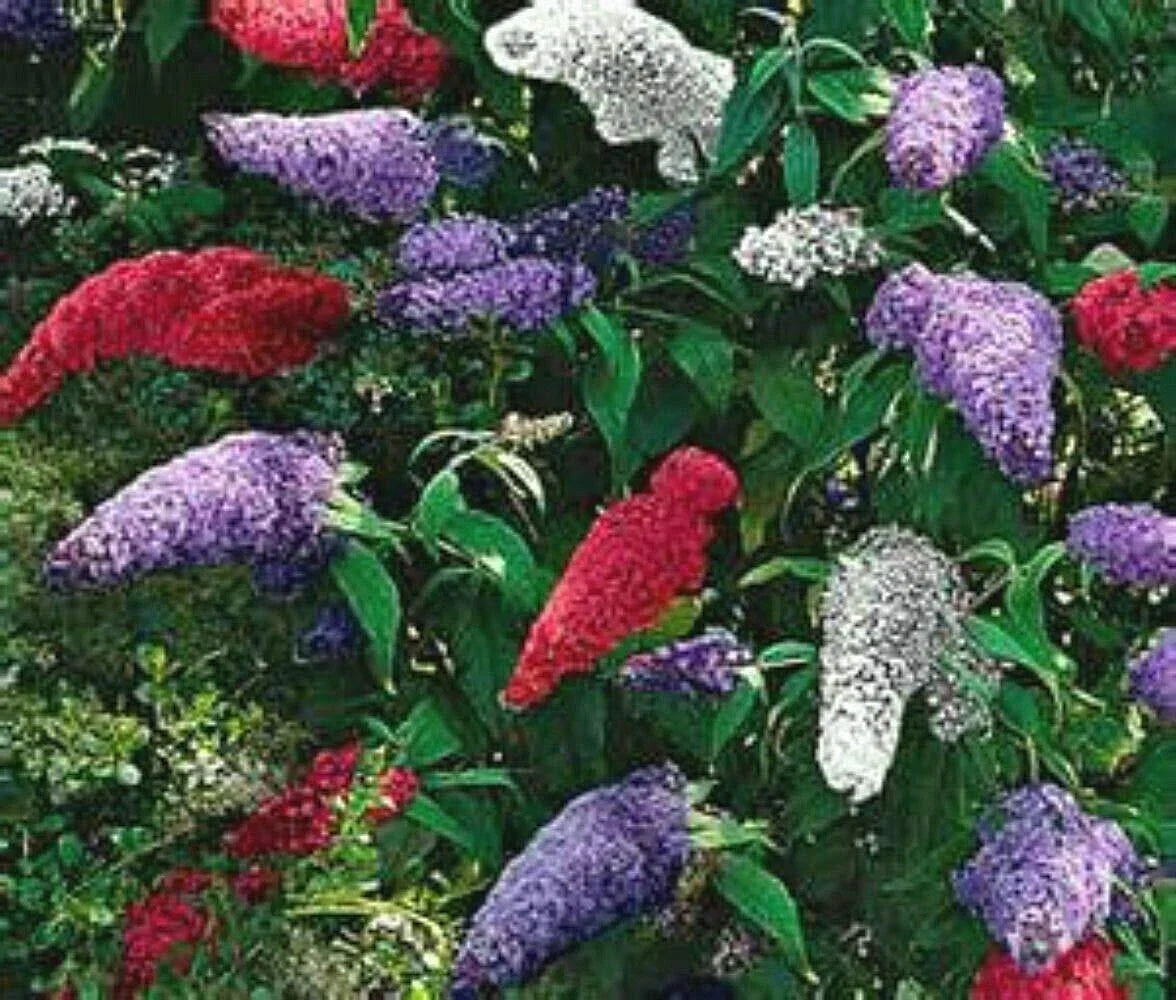 Butterfly Bush Seeds Mix - Multi-Color - 150 Seeds - Buddleja davidii