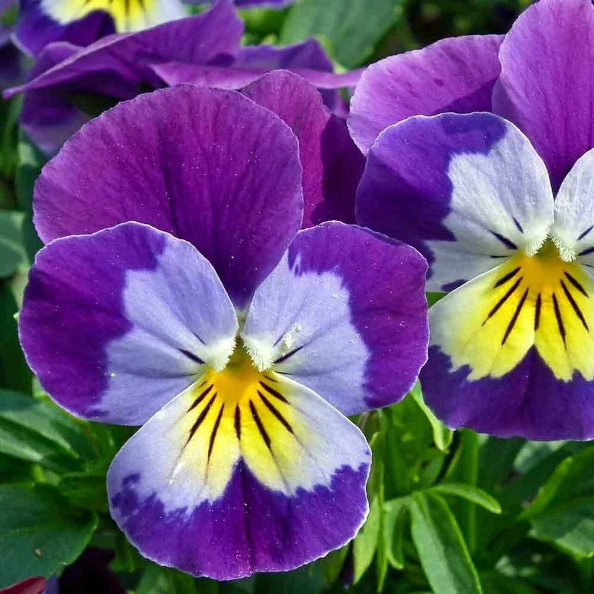 Johnny Jump Up Wildflower Seeds - Helen Mount & Tickle My Fancy Varieties - Free Shipping