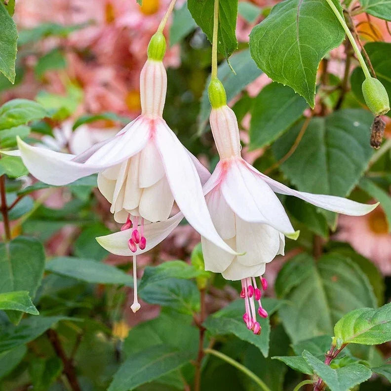 Fuchsia Annabelle Live Plant 5-12" Tall No Pot Pink Purple Flowers