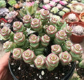 Live Crassula cv. 'Jade Necklace' Succulent Plant in 2'' Pot - Rare Indoor Houseplant for Home Decor, Easy Care Succulent