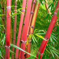50 Bamboo Seeds - Clumping Privacy Plant - "Red Panda" - Ideal for Shade Screens - Fast-Growing Garden Plants