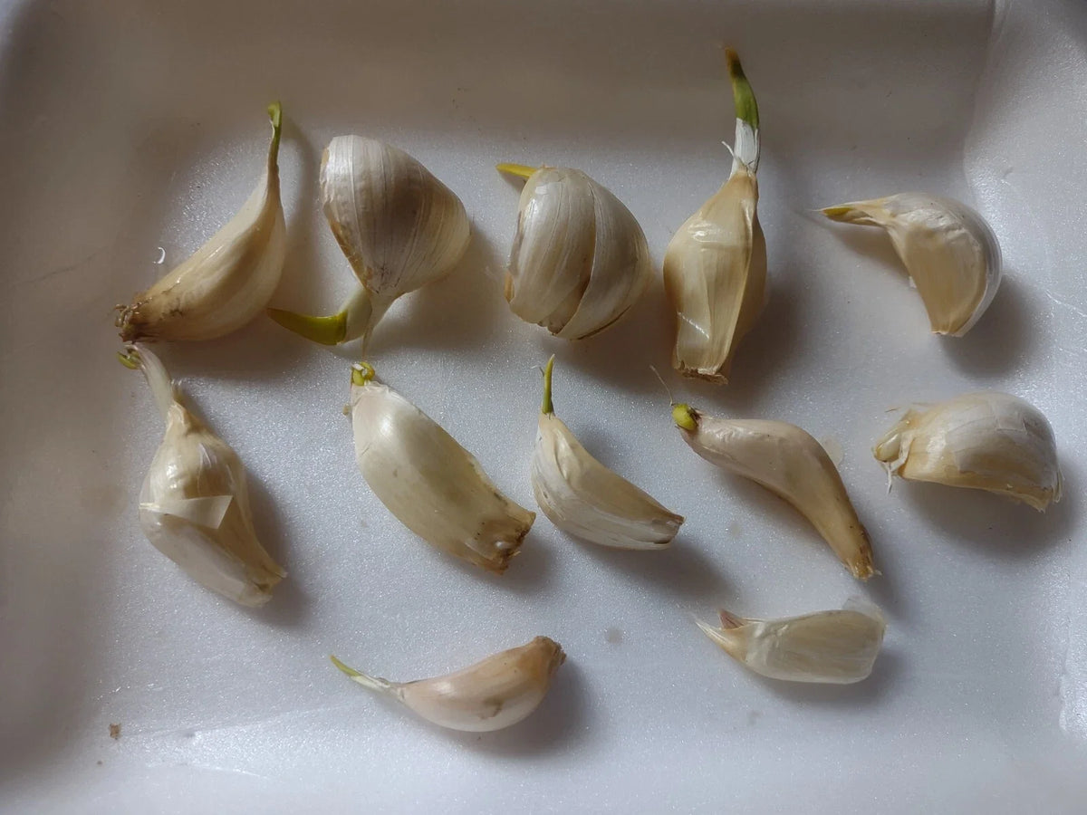 Organic Large Garlic Cloves Seeds for Planting - Allium sativum - 12 Pack