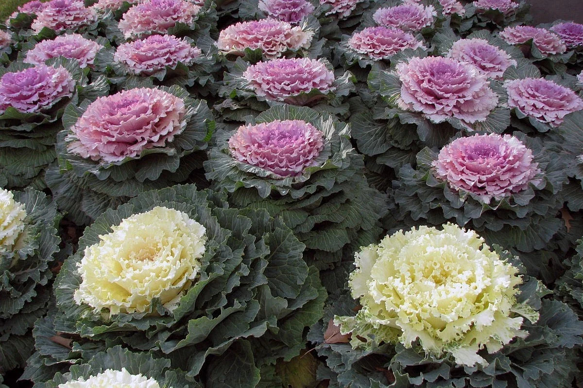 Ornamental Kale Seeds - 100 Non-GMO Heirloom - Vibrant Foliage - Brassica oleracea