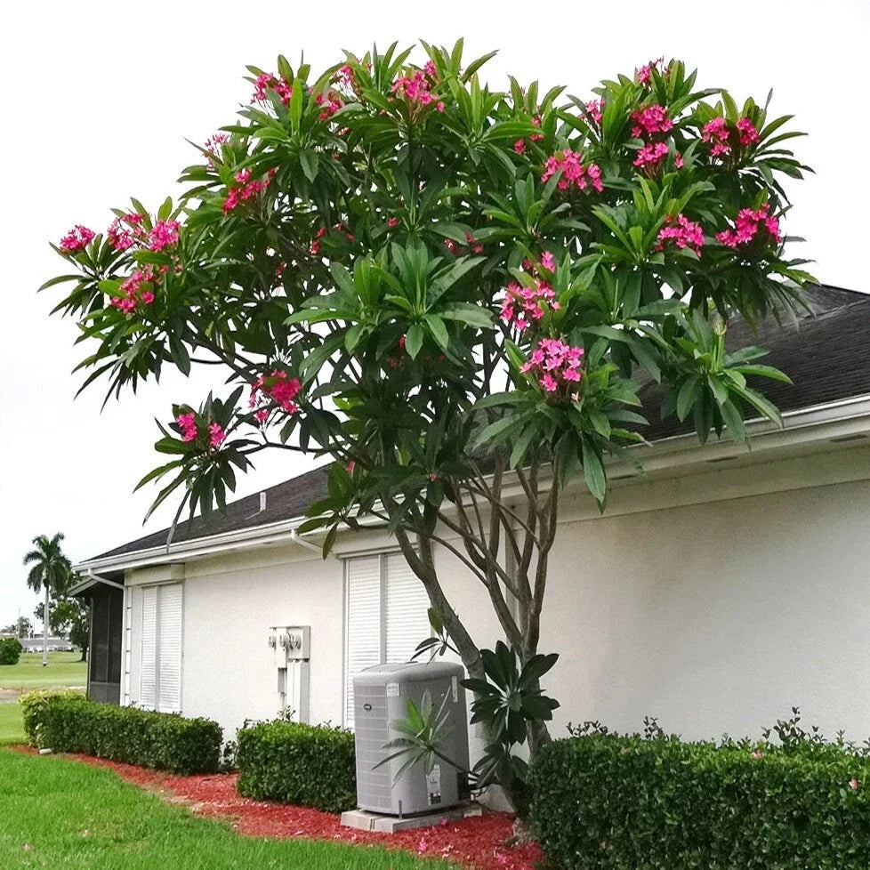Mexican Red Plumeria 5 Seeds - Tropical Frangipani Flower (P. rubra) - Exotic Garden Plant Seeds for Home and Landscape