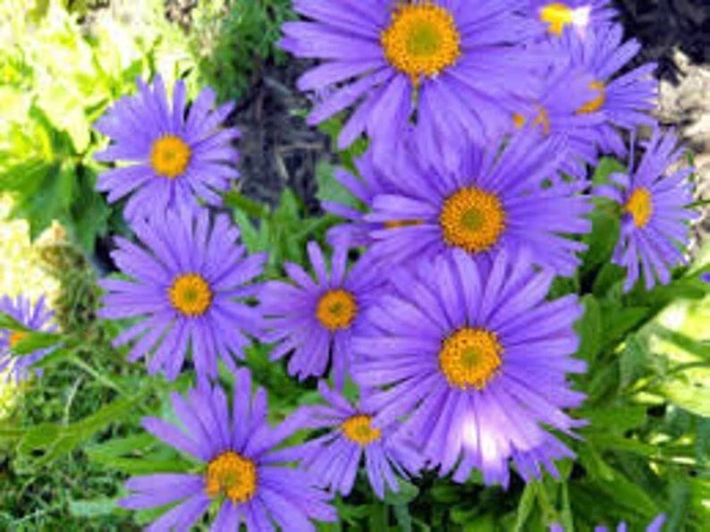Blue Aster Seeds, 100 Seeds, Organic Perennial Heirloom, Aster Alpinus Blue
