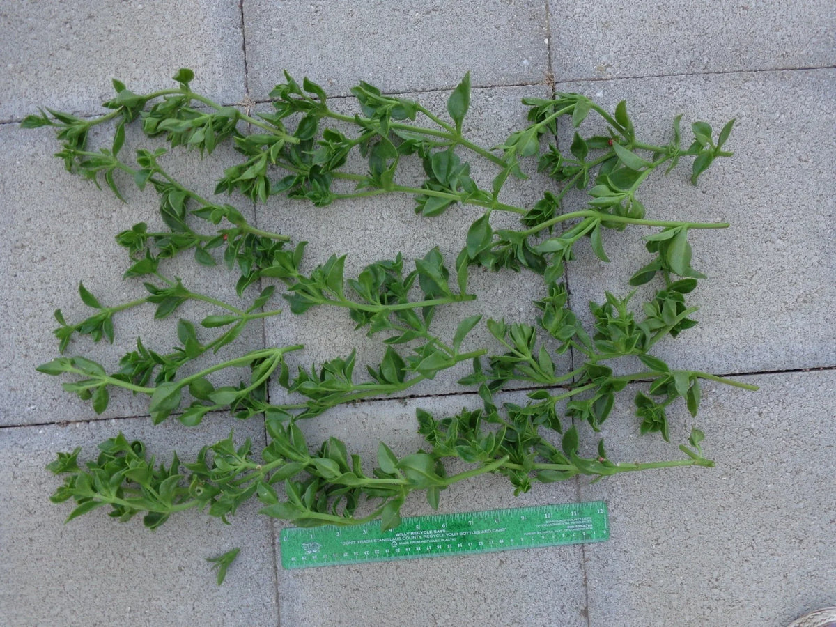 20 Aptenia cordifolia Cuttings | Baby Sun Rose Ice Plant | Unrooted 4–7” Succulent Stems | Red/Pink Groundcover for Gardens & Pots