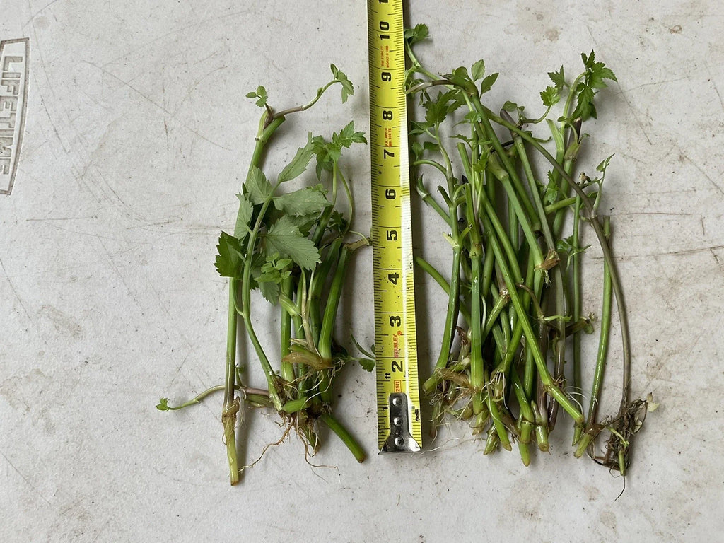 20 Bare Root Oenanthe javanica | Minari Water Dropwort | Edible Korean Herb Veggie | No Leaves | Asian Aquatic Garden Plant
