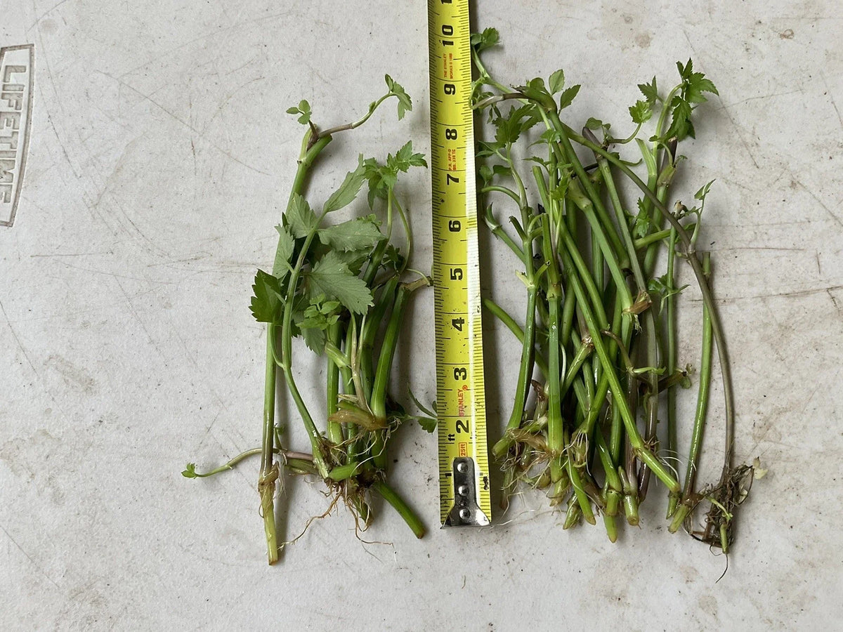 20 Bare Root Oenanthe javanica | Minari Water Dropwort | Edible Korean Herb Veggie | No Leaves | Asian Aquatic Garden Plant