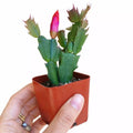 Christmas Cactus 2 Inch Plant - Thanksgiving Cactus - Easter Cactus - Schlumbergera