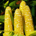 Bilicious Sweet Corn Seeds - Bicolor Yellow & White Hybrid - Zea mays - 2025 Planting
