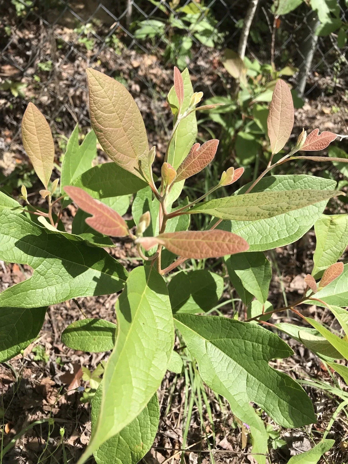 Sassafras Tree Cuttings 6-8 inches for Propagation, Easy to Root, No Roots - Sassafras albidum