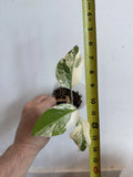 Rooted Variegated Monstera Albo Borsigiana Plant - Rare Houseplant - Monstera Deliciosa Albo