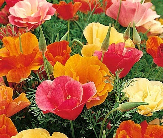 California Poppy Seeds - Mission Bell Variety - 5,000 Bulk Seeds - Eschscholzia Californica
