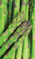 Asparagus Seeds - 50+ Mary Washington Variety - Asparagus officinalis - Non-GMO USA Grown