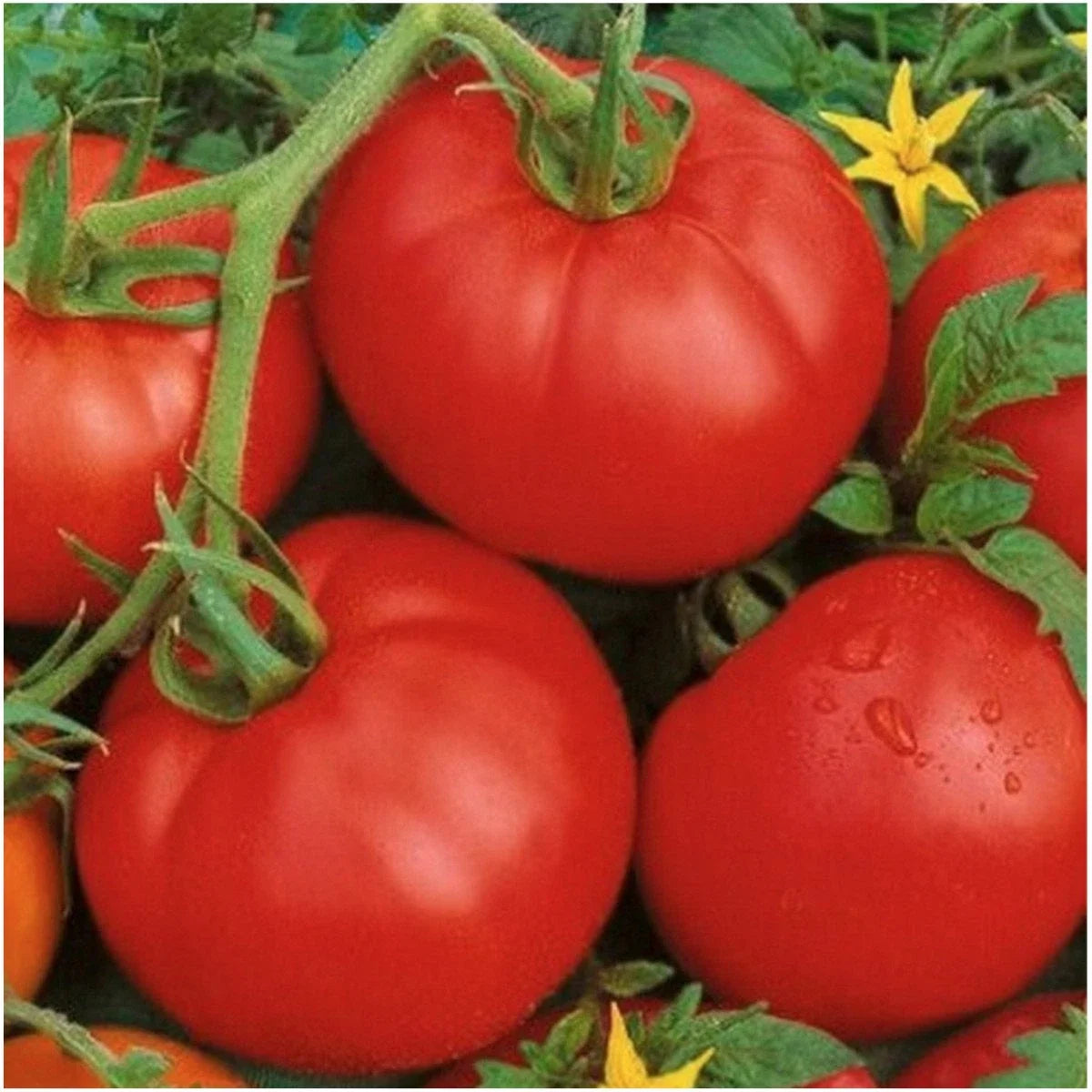 Ace 55 Tomato Seeds - Premier Low-Acid Variety - +25 Seeds - Solanum lycopersicum