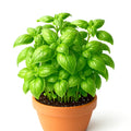 Genovese Basil Seeds - 4000+ Large Leaf Non-GMO, Mosquito Repellent - Ocimum basilicum
