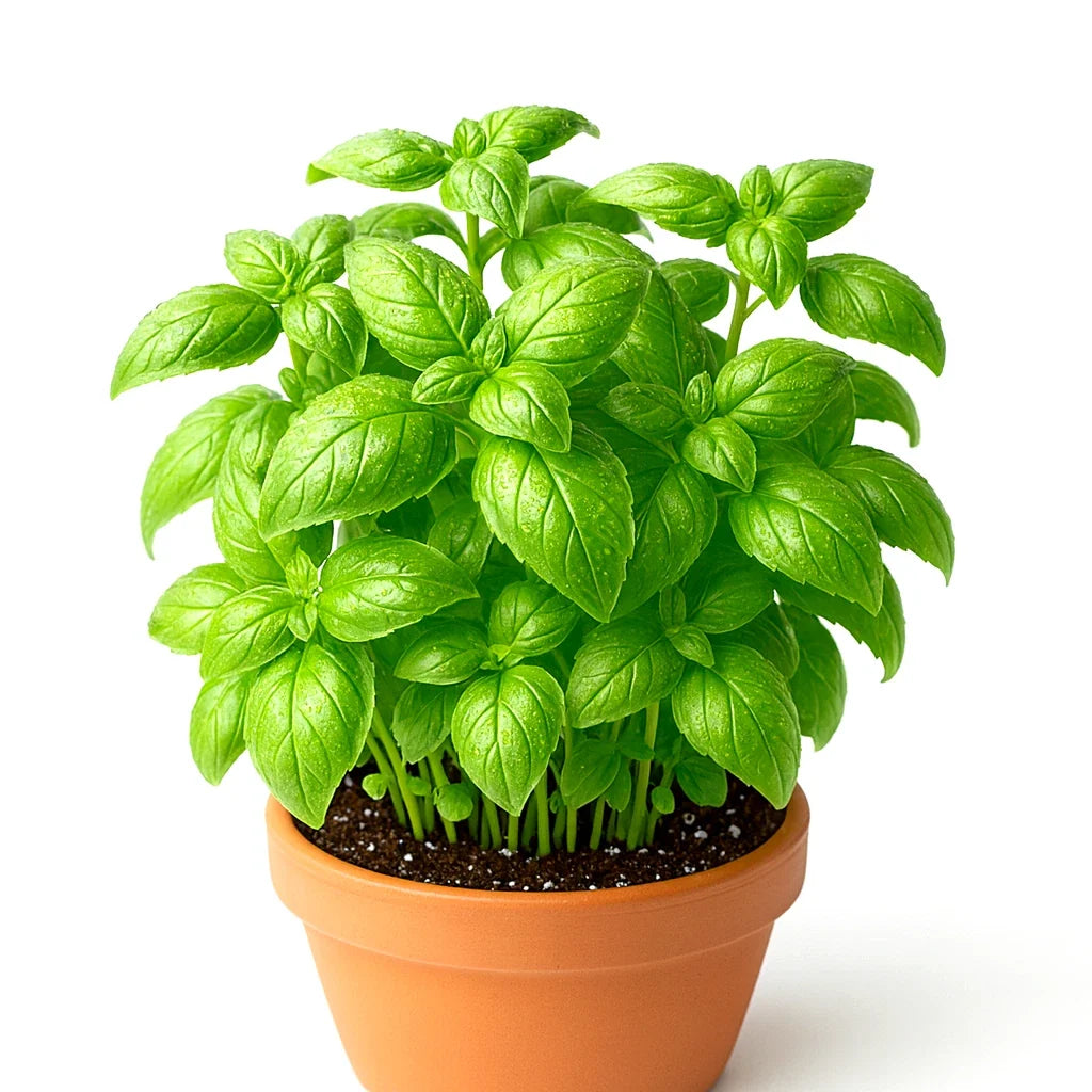 Genovese Basil Seeds - 4000+ Large Leaf Non-GMO, Mosquito Repellent - Ocimum basilicum